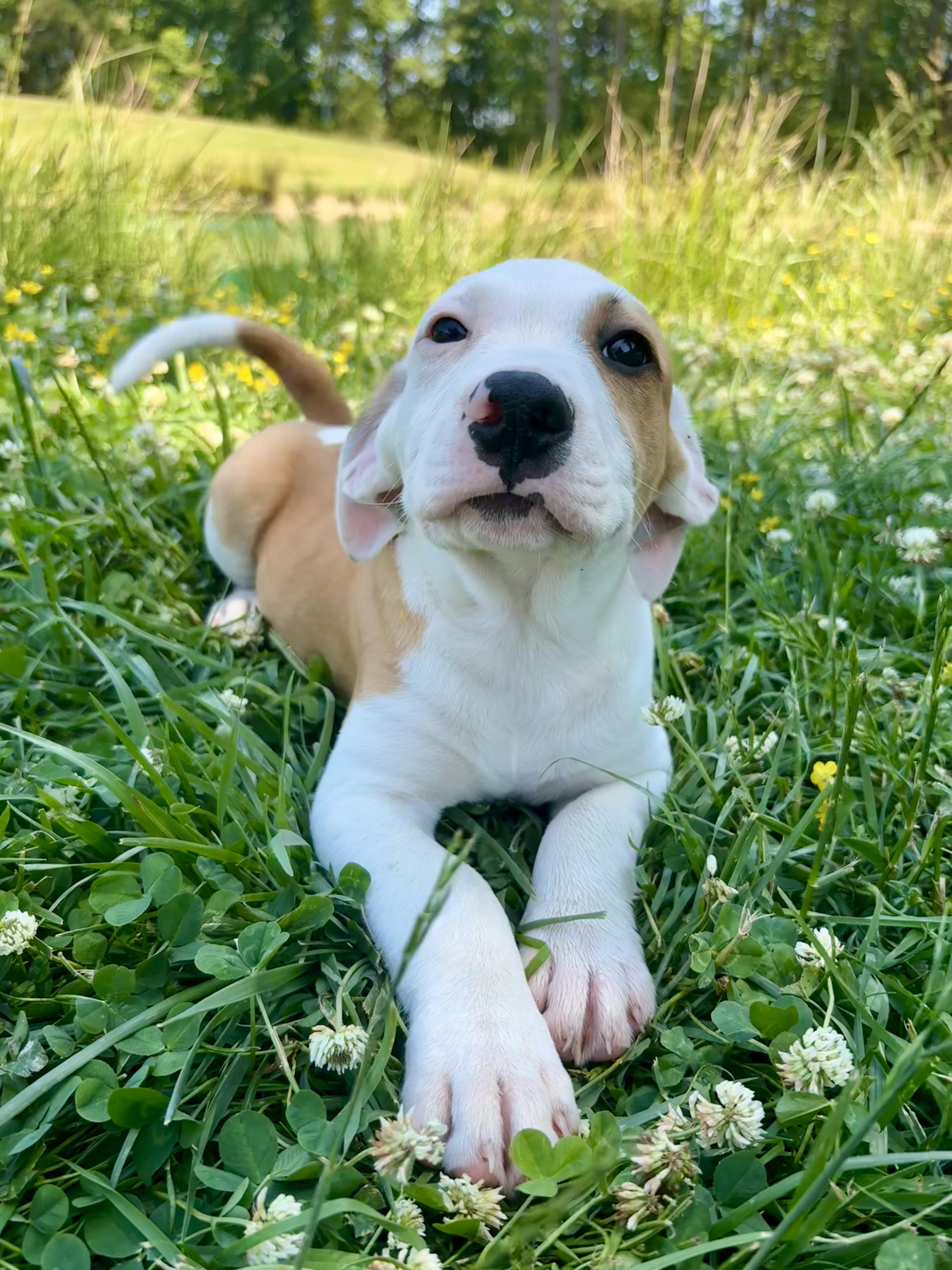 Jackson, Adoptable, Puppy Male Hound & Labrador Retriever.