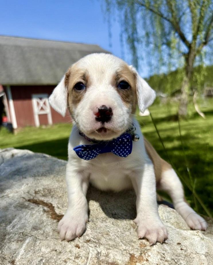 Enlarge Jackson, a Adoptable mixed breed in Pittsboro, NC image 2/4