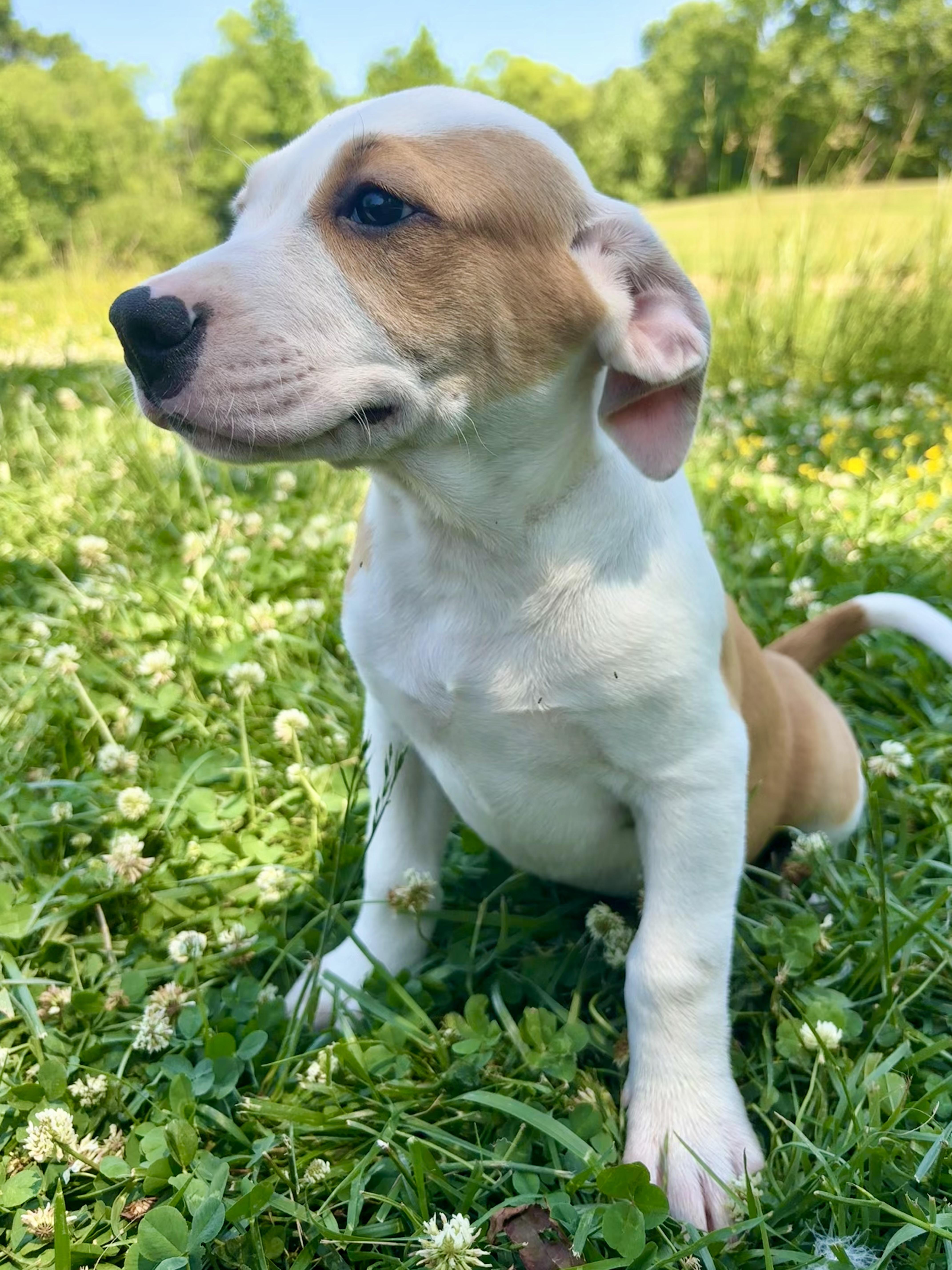 Enlarge Jackson, a Adoptable mixed breed in Pittsboro, NC image 7/8