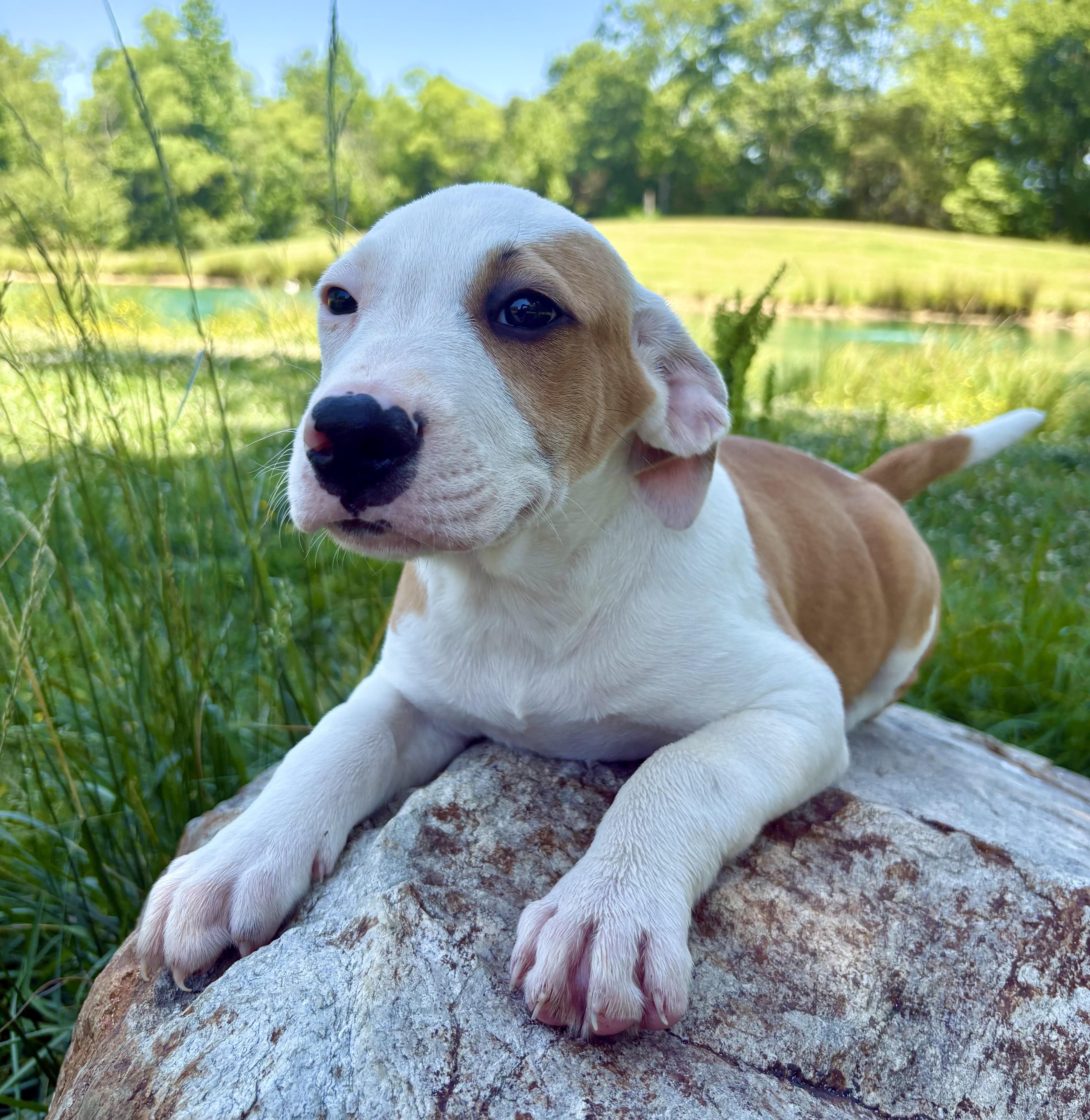 Jackson, a Adoptable mixed breed in Pittsboro, NC image 2/8