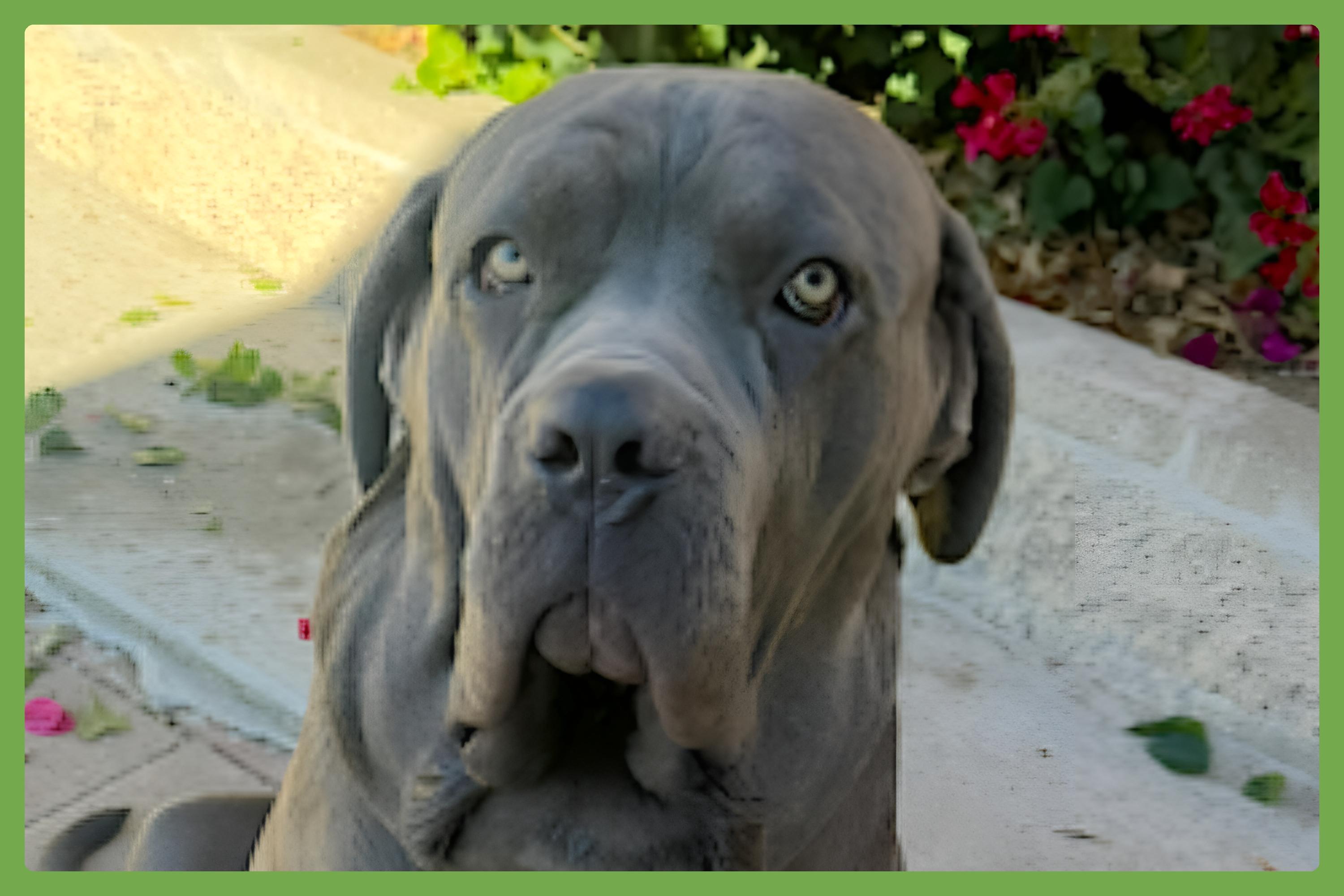 Taz