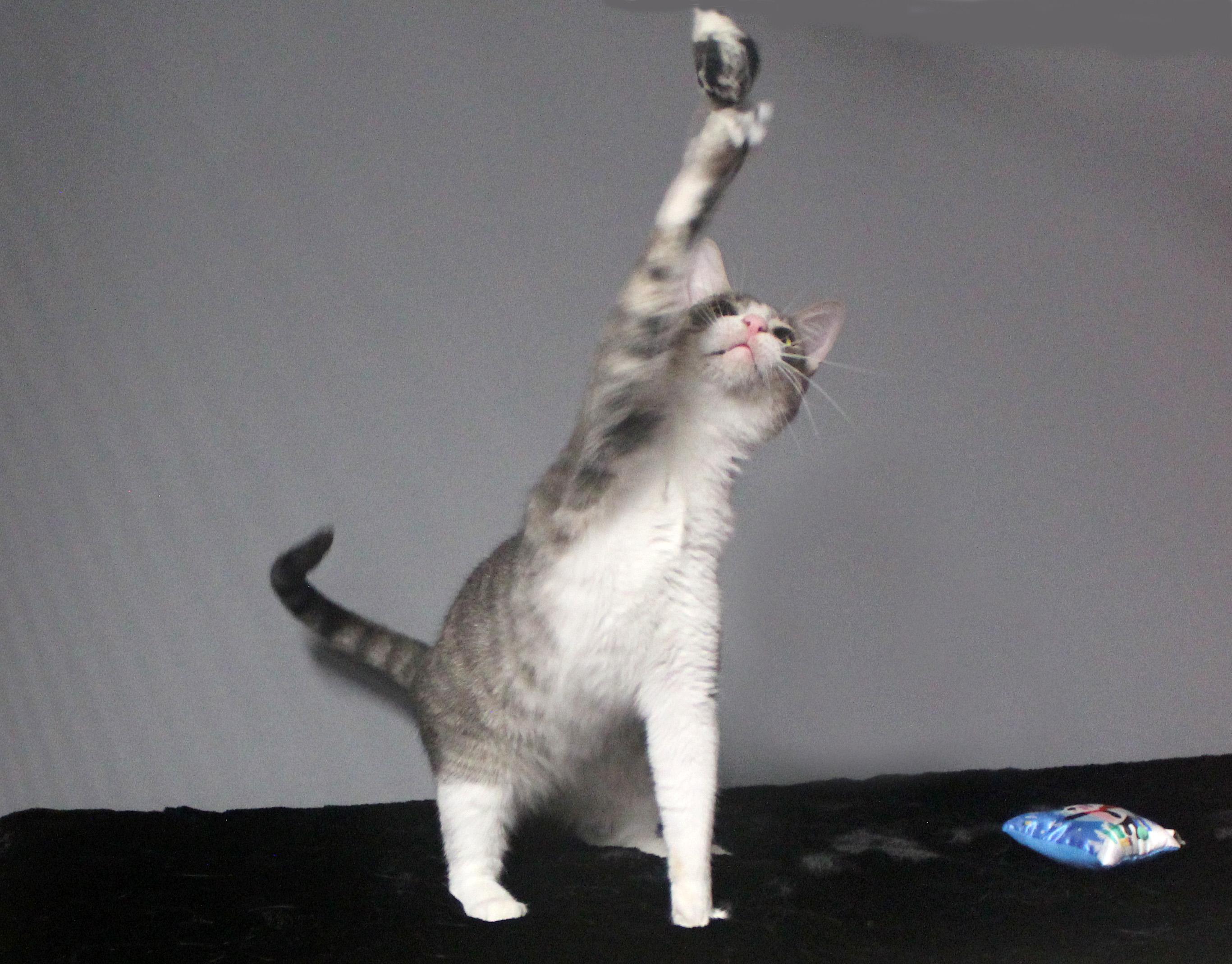 EDWARD SCISSORHANDS, a Adoptable Domestic Short Hair in Floral City, FL image 1/6