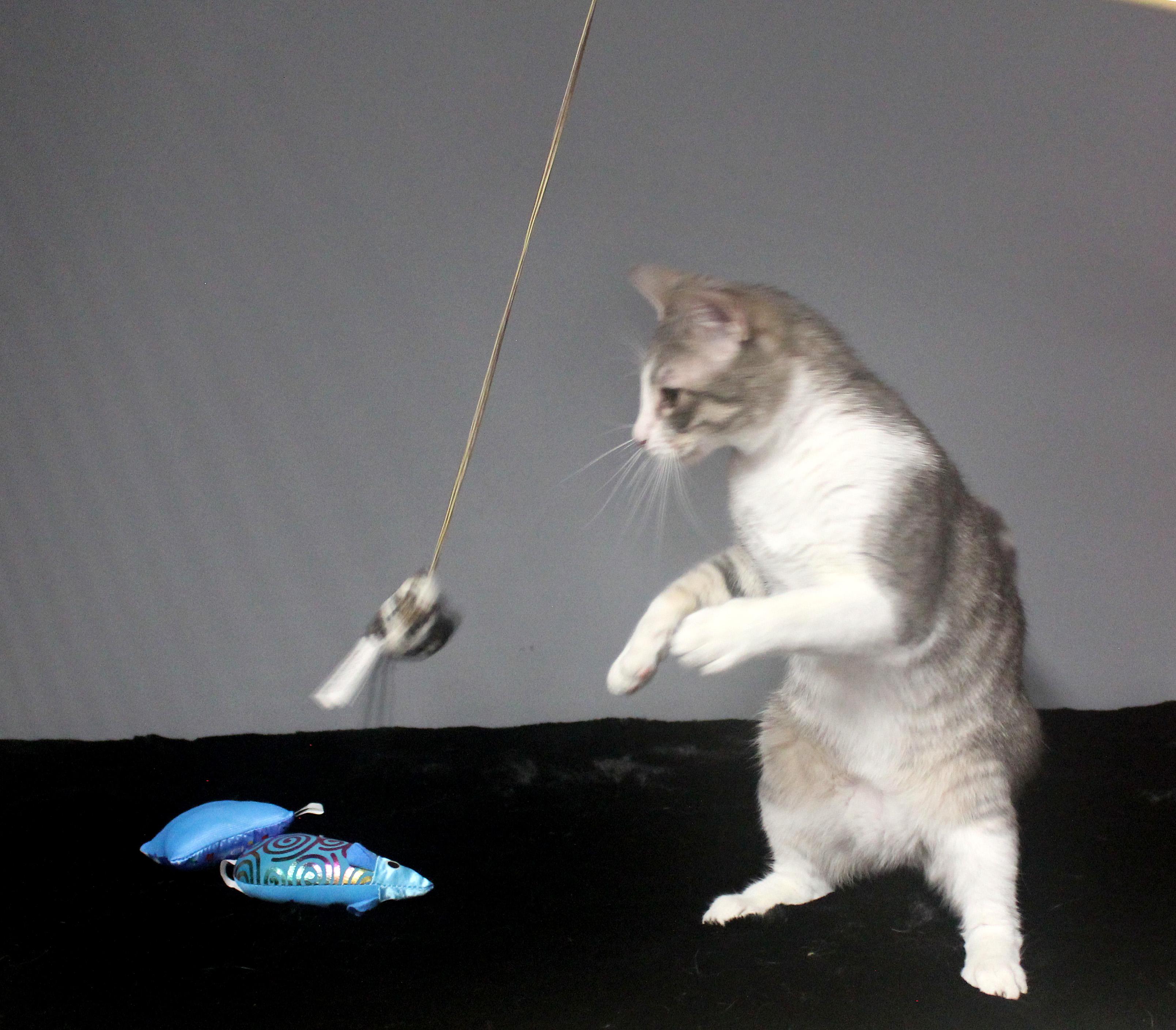 EDWARD SCISSORHANDS, a Adoptable Domestic Short Hair in Floral City, FL image 2/6