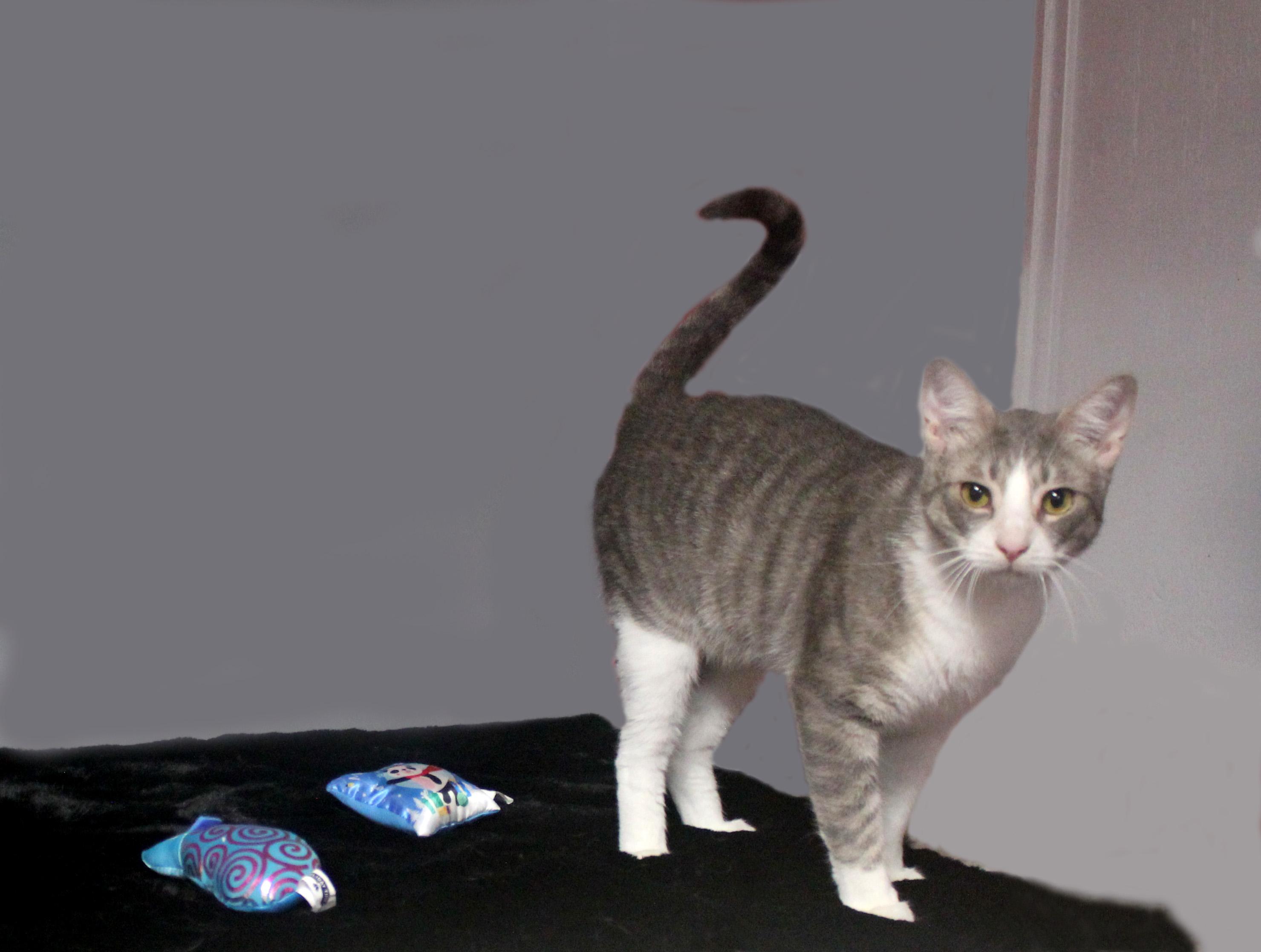 EDWARD SCISSORHANDS, a Adoptable Domestic Short Hair in Floral City, FL image 3/6