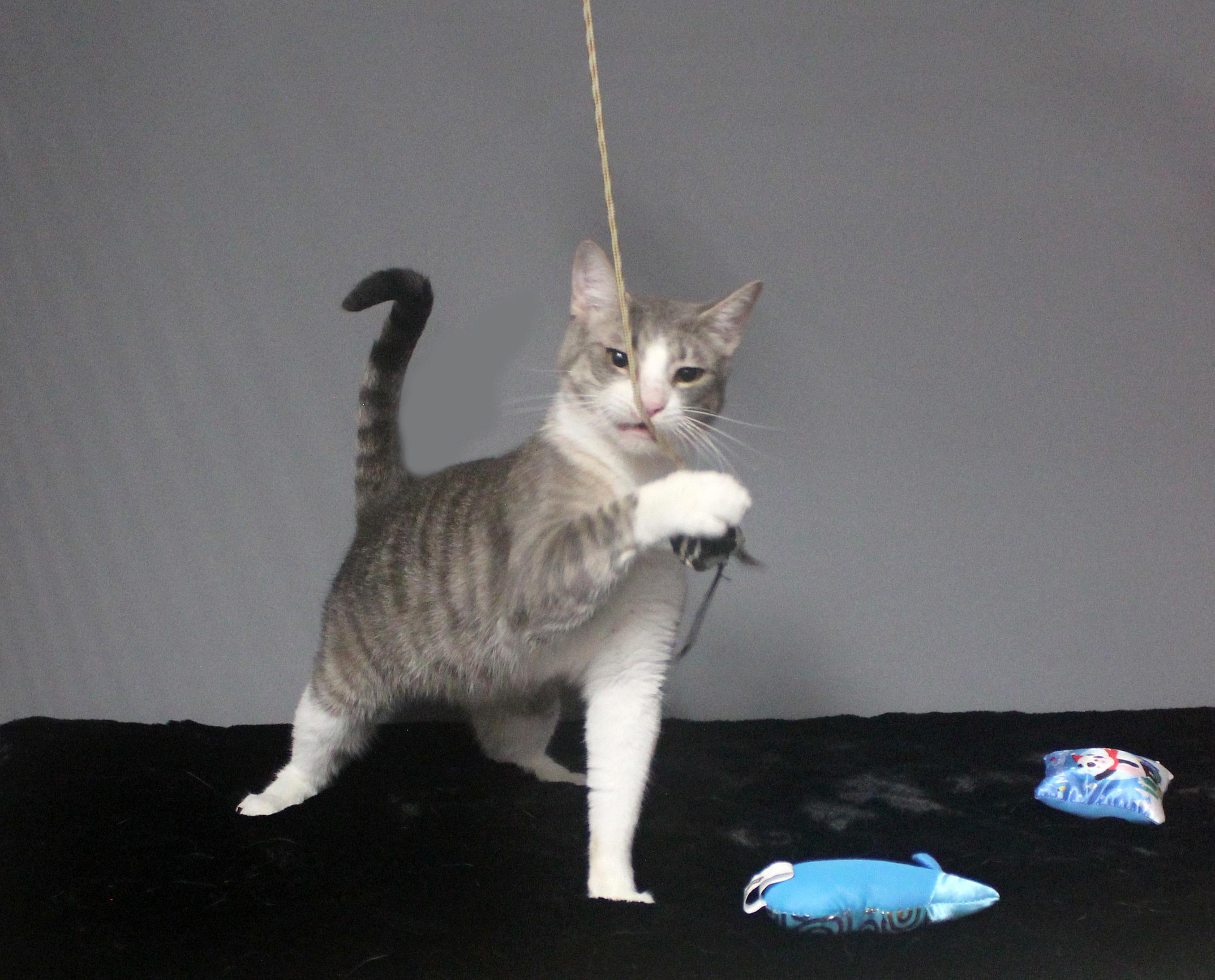 EDWARD SCISSORHANDS, a Adoptable Domestic Short Hair in Floral City, FL image 4/6