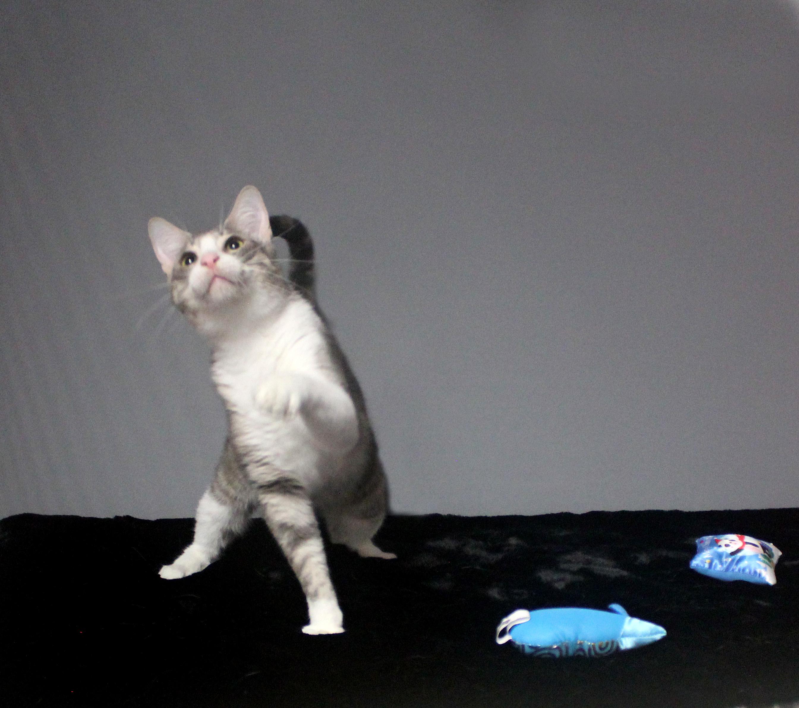 EDWARD SCISSORHANDS, a Adoptable Domestic Short Hair in Floral City, FL image 5/6