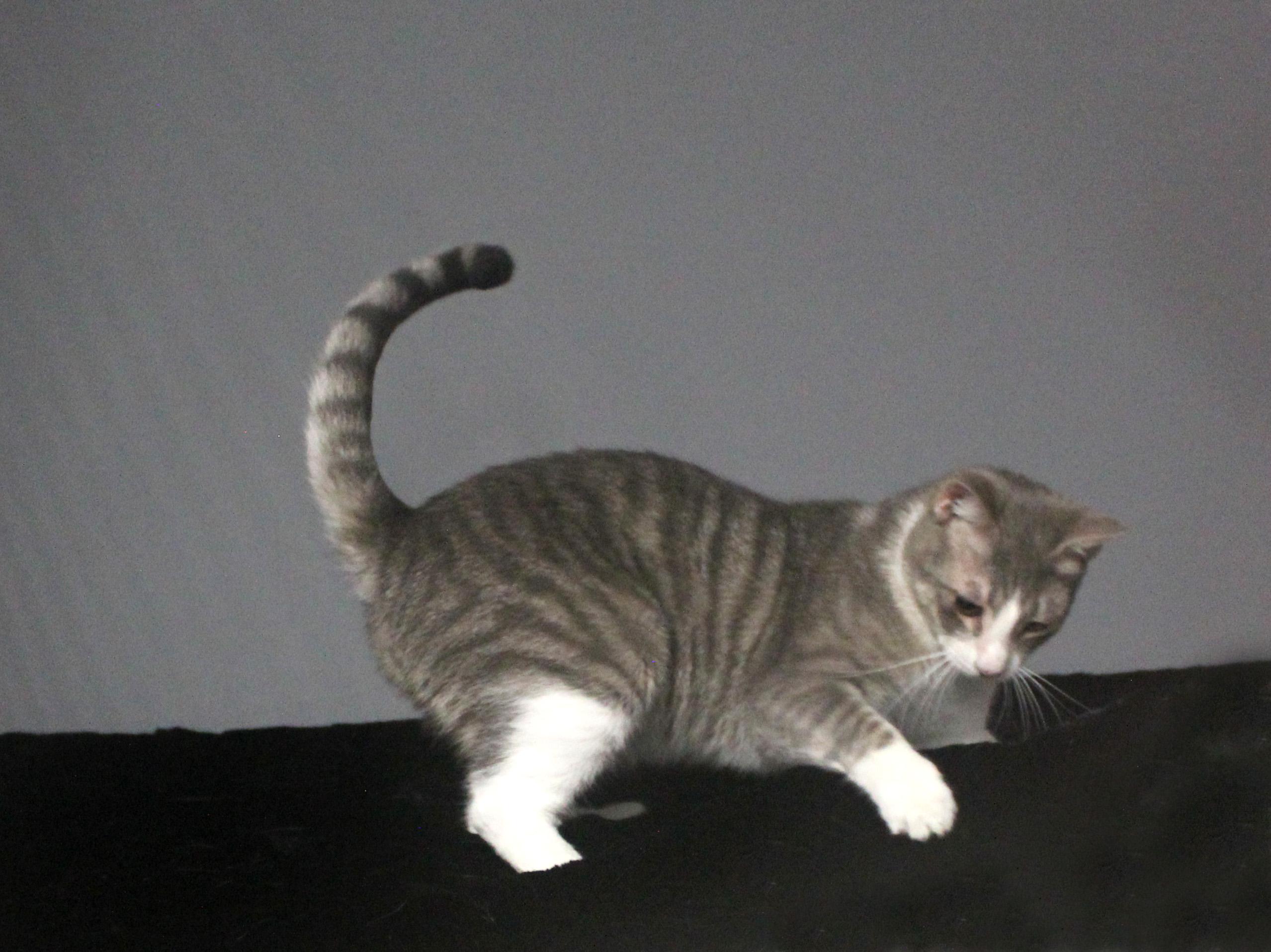 EDWARD SCISSORHANDS, a Adoptable Domestic Short Hair in Floral City, FL image 6/6