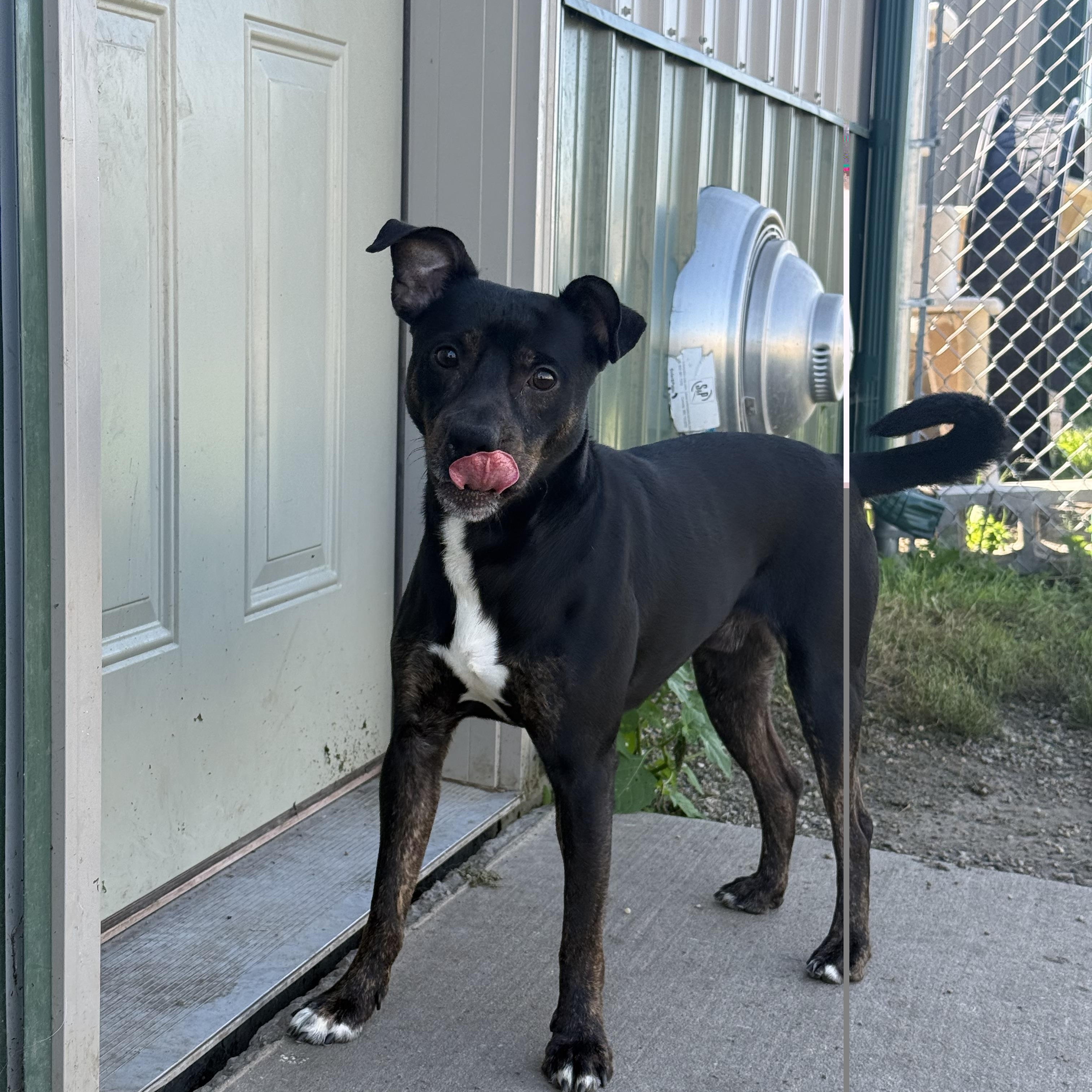 Hershey, Adoptable, Adult Male Black Labrador Retriever & American Staffordshire Terrier.