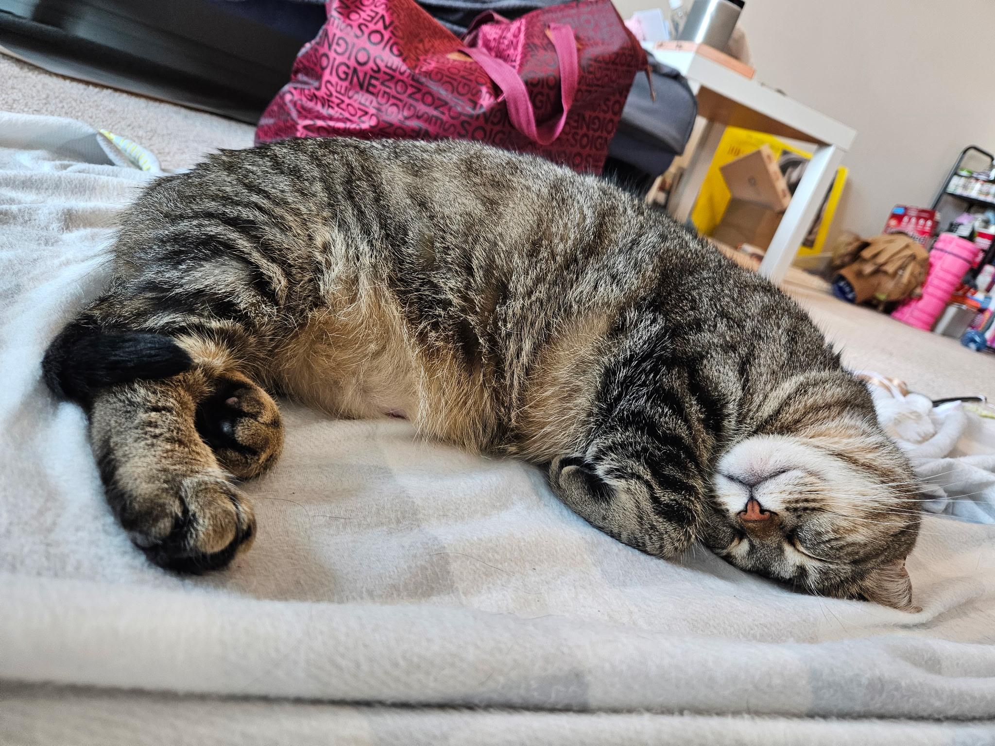 Gizzy, a ADOPTABLE Domestic Short Hair in London, ON image 2/6