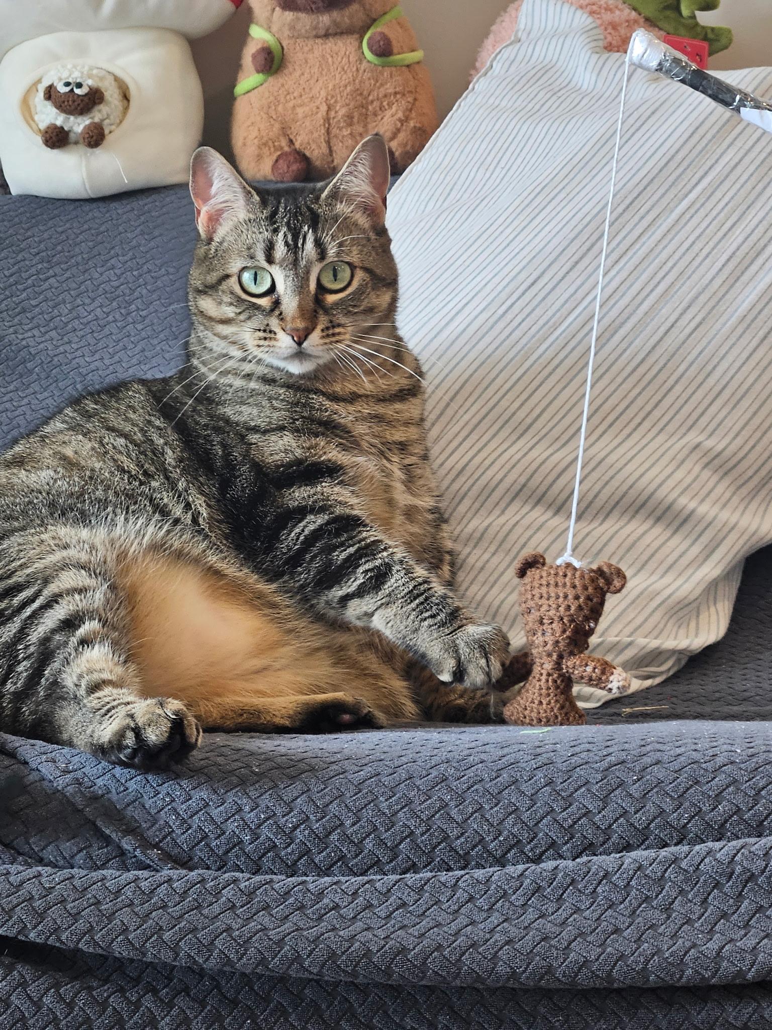 Gizzy, a ADOPTABLE Domestic Short Hair in London, ON image 6/6