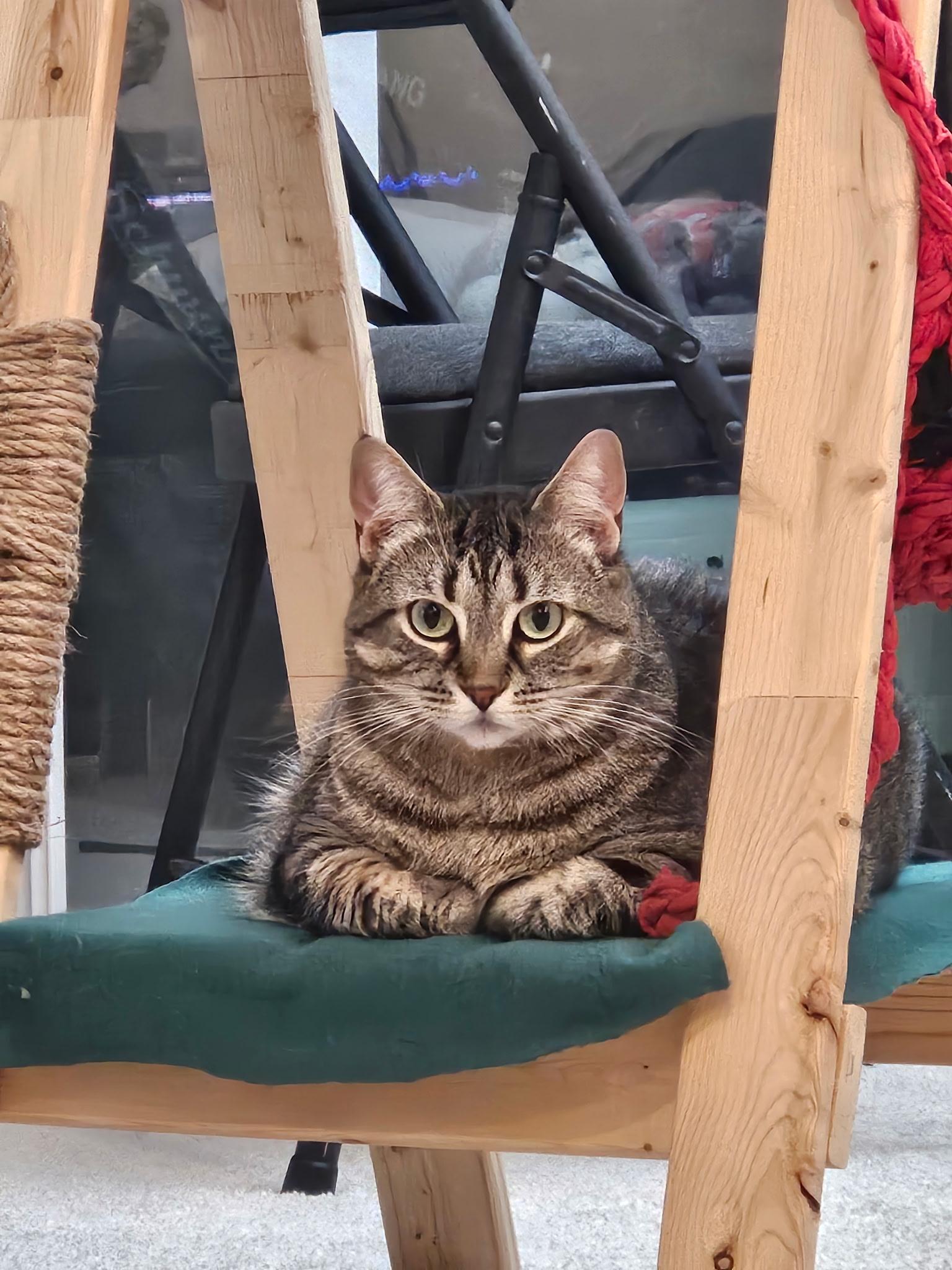 Gizzy, ADOPTABLE, Adult Female Domestic Short Hair.