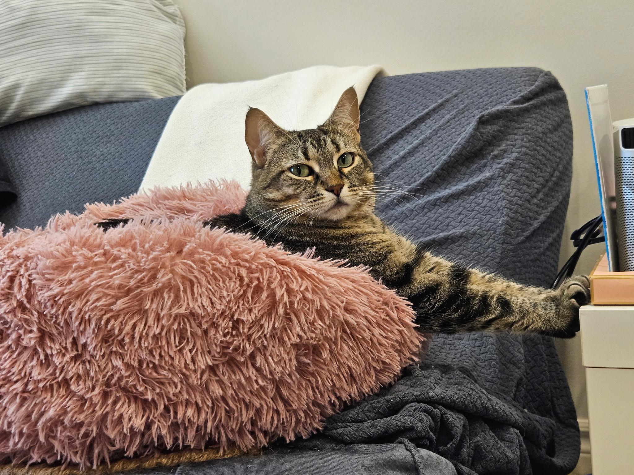 Gizzy, a ADOPTABLE Domestic Short Hair in London, ON image 5/6