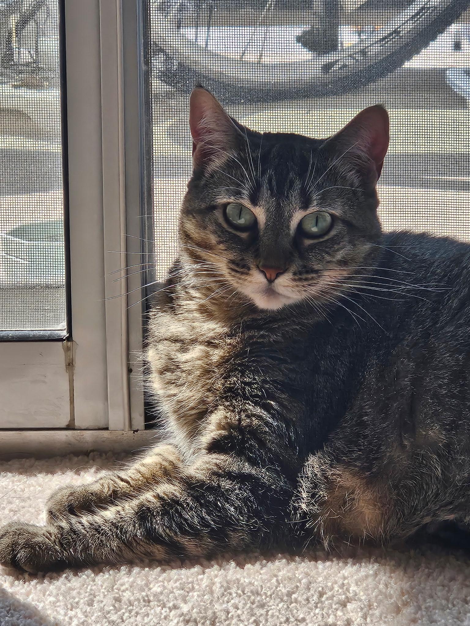 Gizzy, a ADOPTABLE Domestic Short Hair in London, ON image 3/6