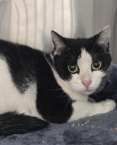 Enlarge Winnie, a Adoptable Domestic Short Hair in Webster, MA image 1/1