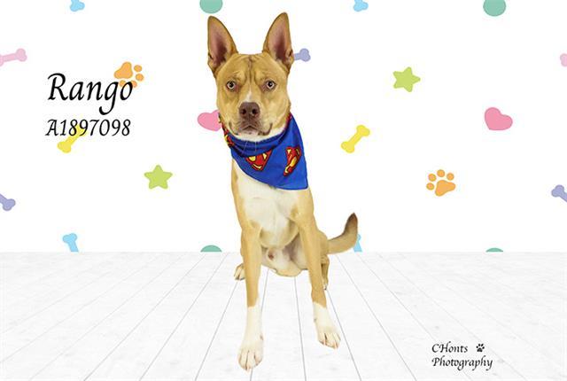 RANGO, Adoptable, Adult Male Pit Bull Terrier & Mixed Breed.