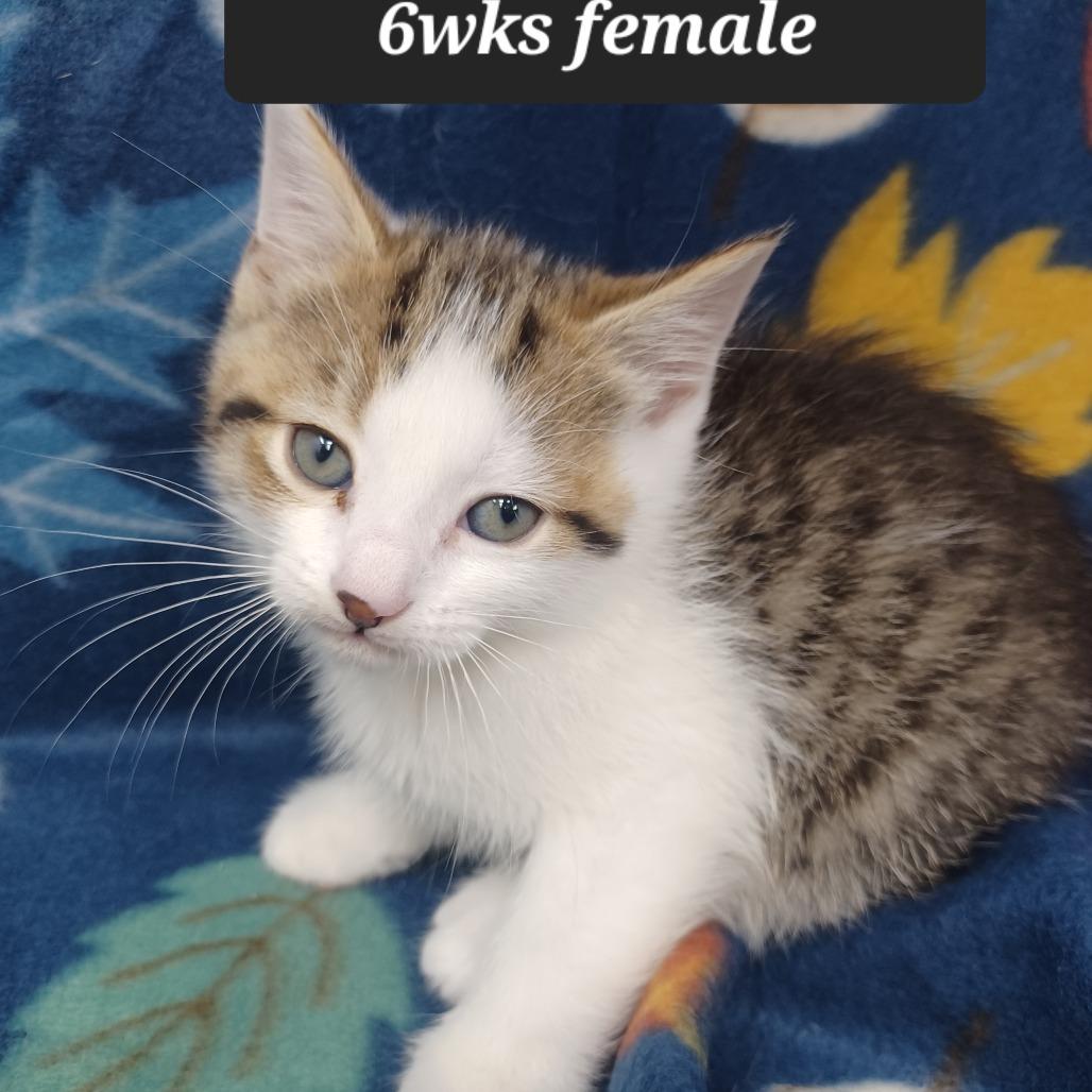 Martha May, Adoptable, Kitten Female Domestic Short Hair.