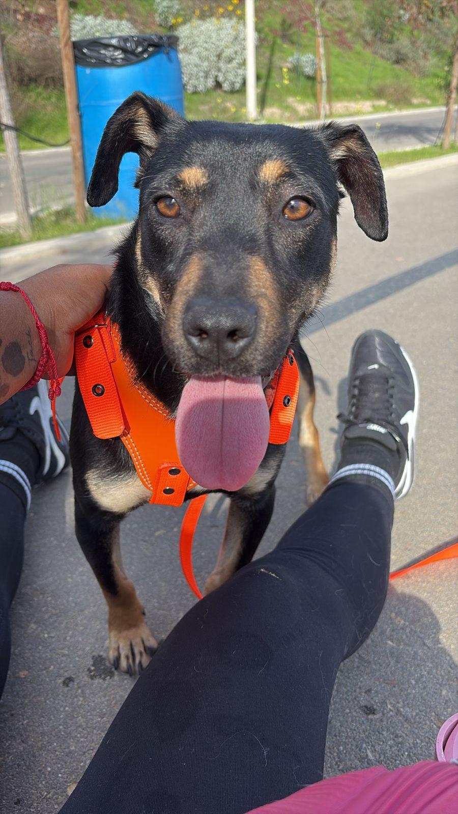 Enlarge Tatiana, a Adoptable mixed breed in Tijuana, BCN image 2/6