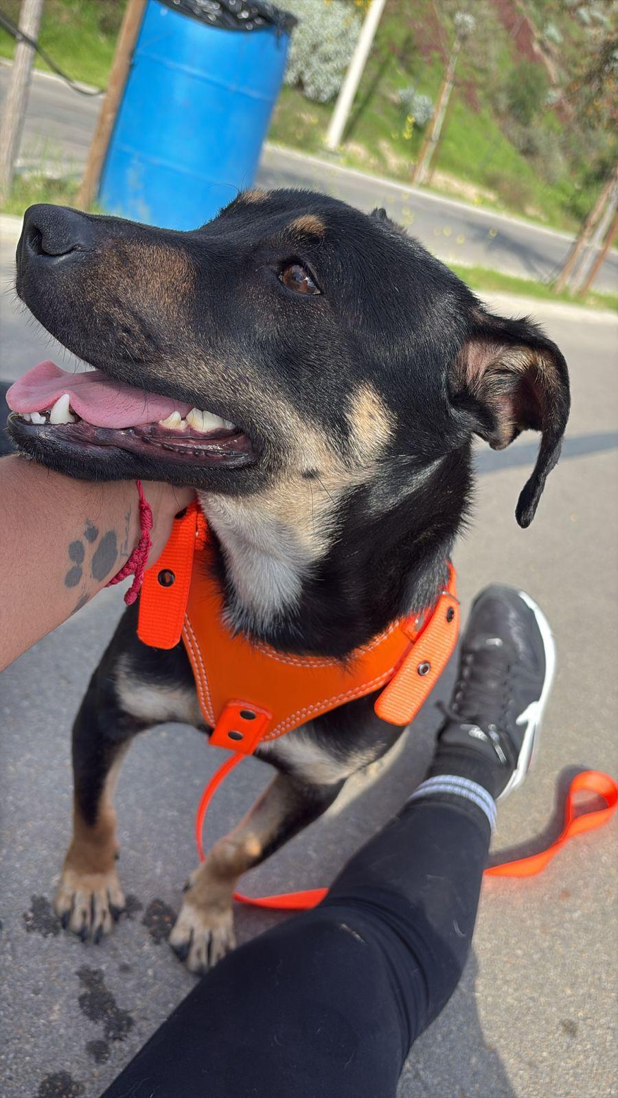 Enlarge Tatiana, a Adoptable mixed breed in Tijuana, BCN image 3/6