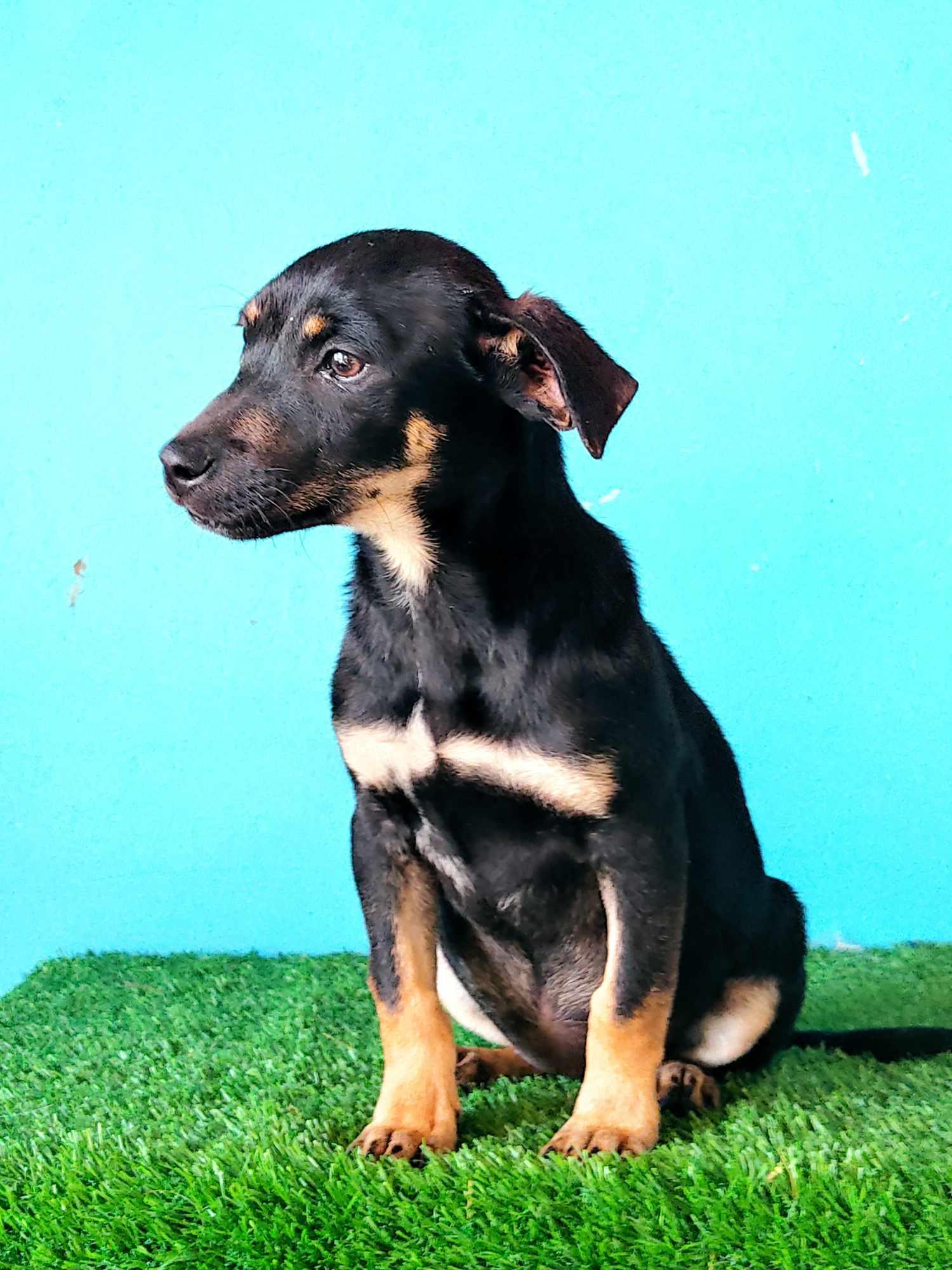 Enlarge Tatiana, a Adoptable mixed breed in Tijuana, BCN image 5/6