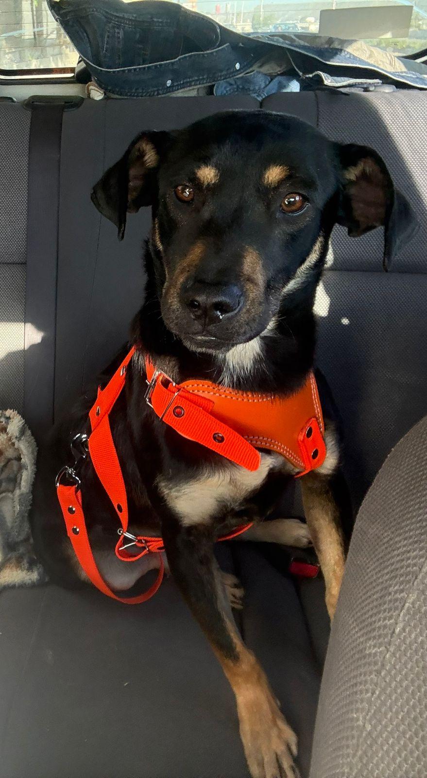 Enlarge Tatiana, a Adoptable mixed breed in Tijuana, BCN image 1/6