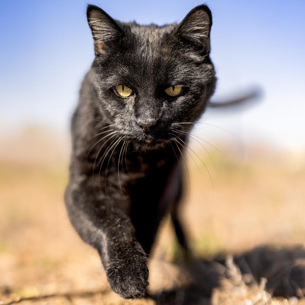 Sirius, a Adoptable Domestic Medium Hair in DAYTON, TN image 2/4