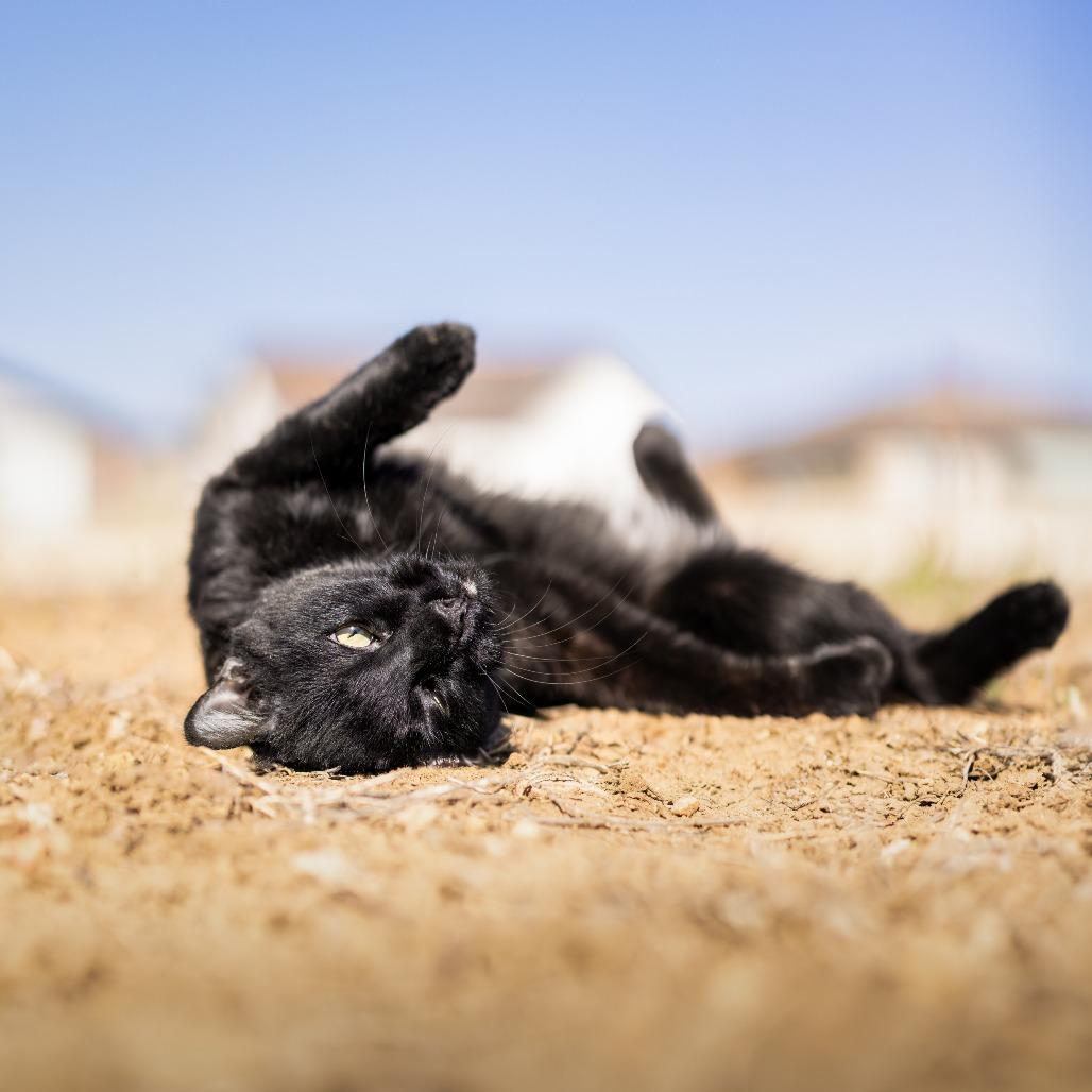 Sirius, a Adoptable Domestic Medium Hair in DAYTON, TN image 3/4