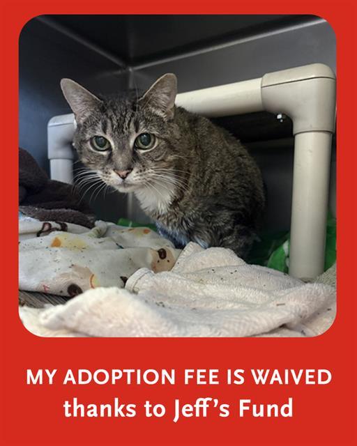FIEONA, Adoptable, Senior Female Domestic Short Hair.