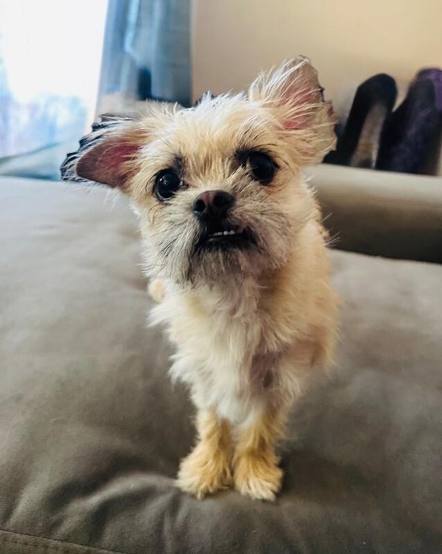Enlarge Bea, a Adoptable Brussels Griffon in Valley Village, CA image 1/3