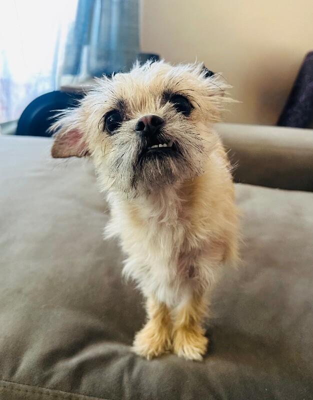 Enlarge Bea, a Adoptable Brussels Griffon in Valley Village, CA image 2/3