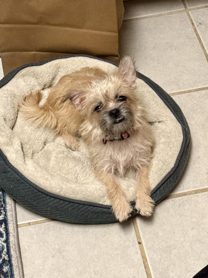 Enlarge Bea, a Adoptable Brussels Griffon in Valley Village, CA image 3/3