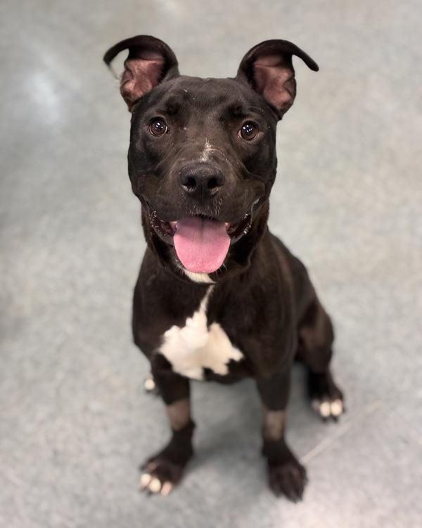 Panda Express, Adoptable, Young Male Pit Bull Terrier & Labrador Retriever.