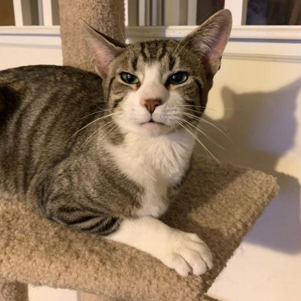 Stanley, Adoptable, Young Male Tabby & Domestic Short Hair.