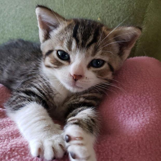 Stanley, a Adoptable mixed breed in Fishkill, NY image 3/3