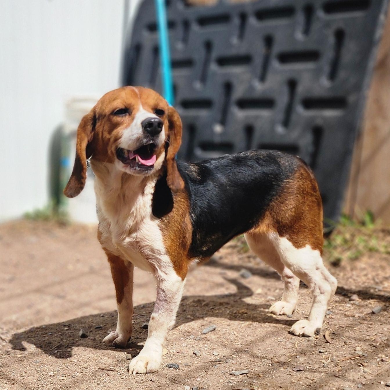 Bonnie, an adoptable Beaglier in Hartville, WY, 82215 | Photo Image 2