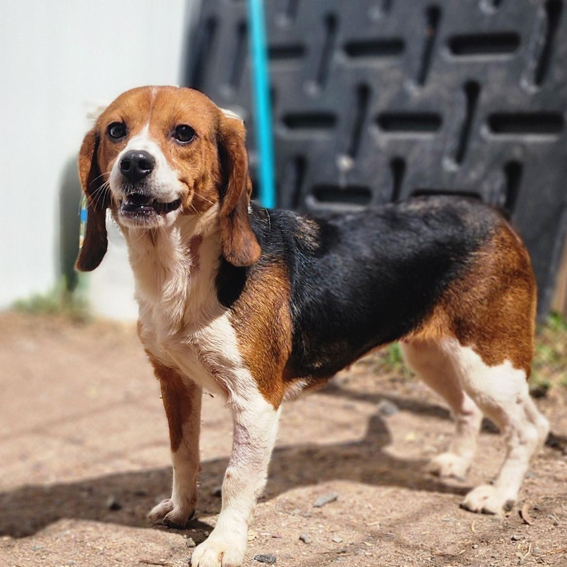 Bonnie, an adoptable Beaglier in Hartville, WY, 82215 | Photo Image 1