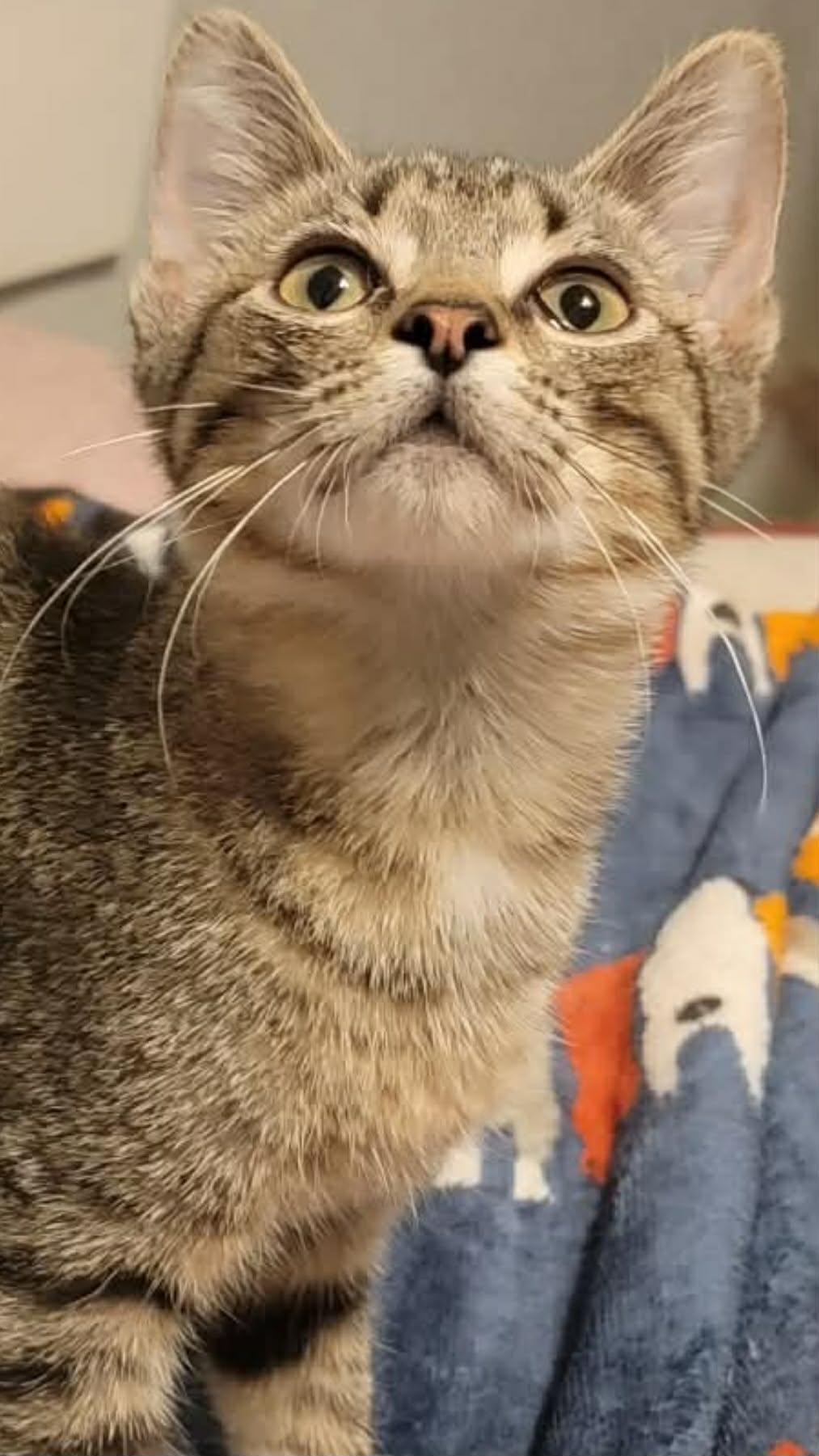Rosie, a ADOPTABLE Domestic Short Hair in Mansfield, TX image 2/2