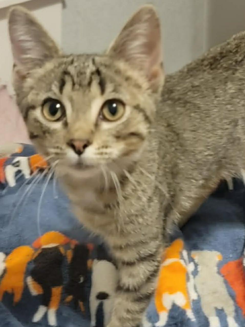 Rosie, ADOPTABLE, Young Female Domestic Short Hair.