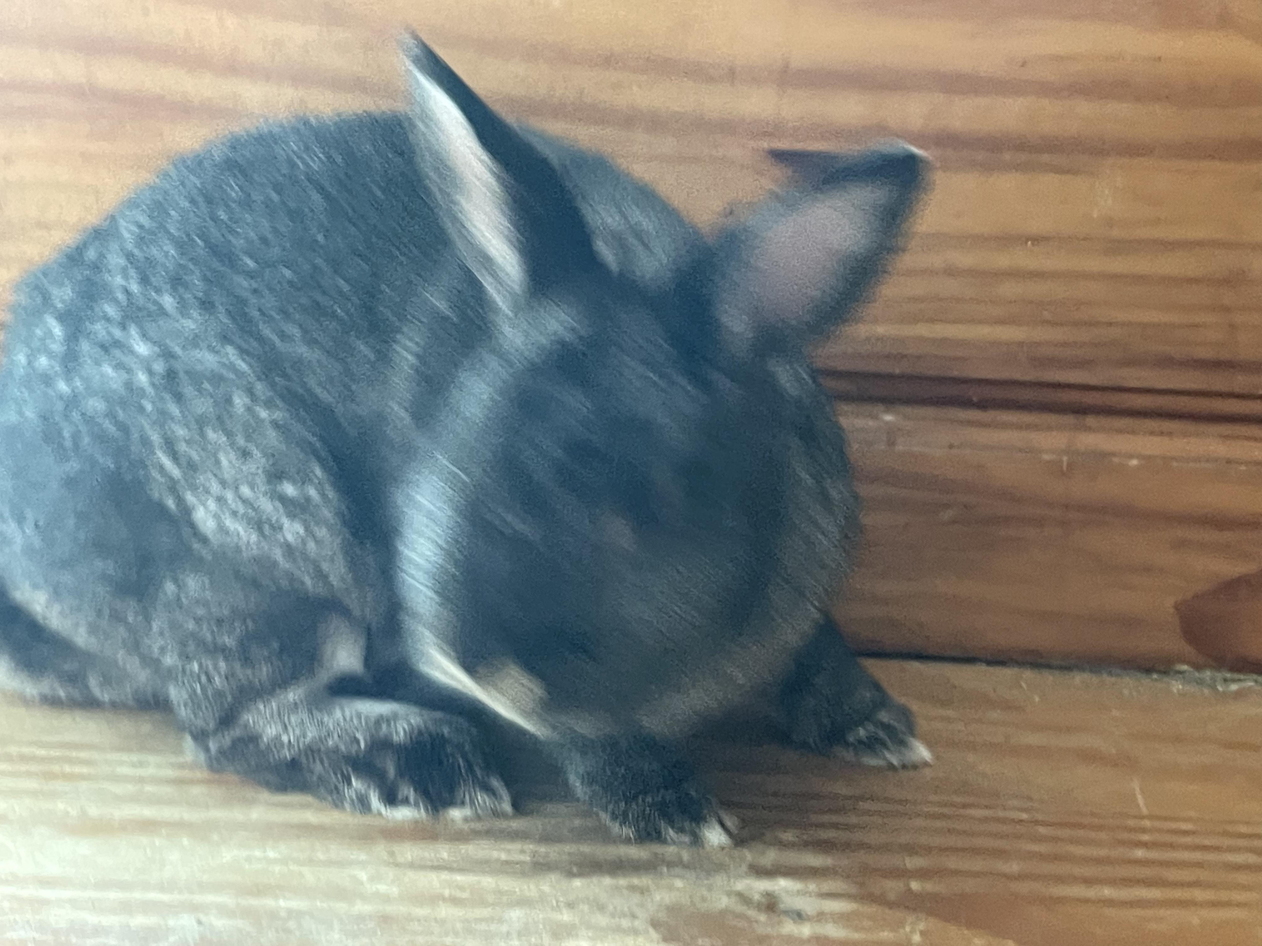 Bobby bonded (Lizzy), Adopted, Adult Male Silver Fox.