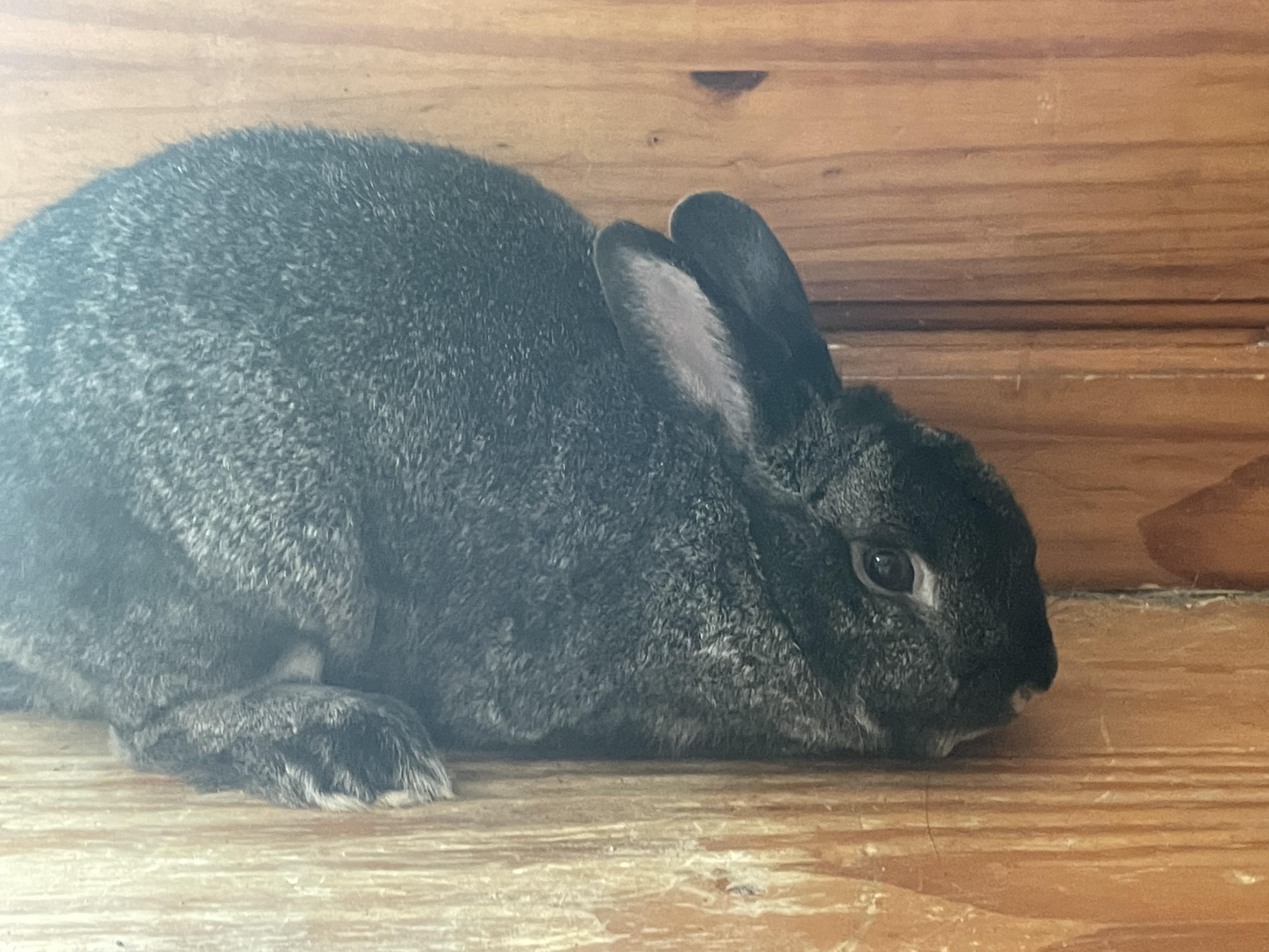 Enlarge Bobby bonded (Lizzy), a Adopted Silver Fox in Holiday, FL image 3/4