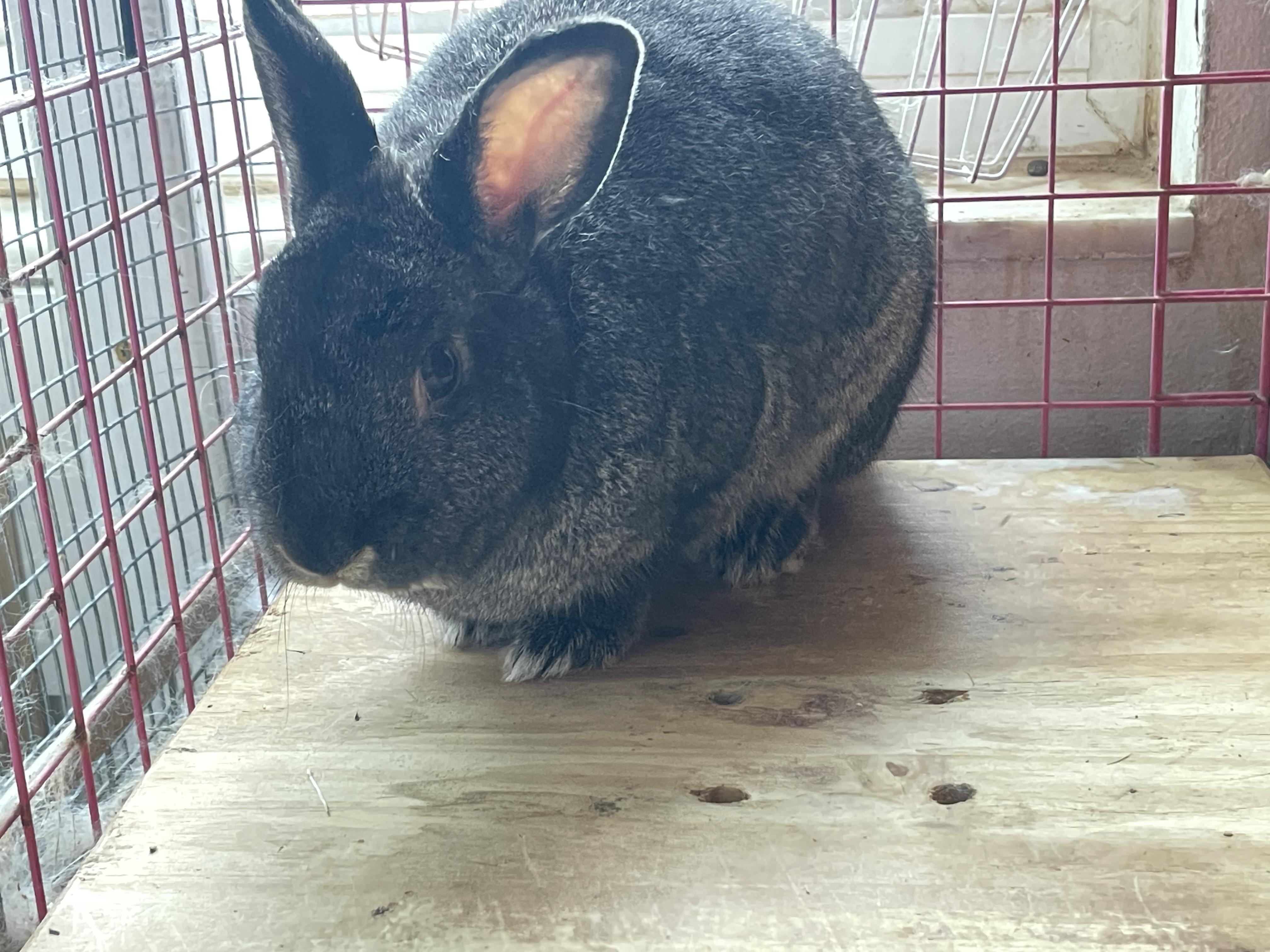 Enlarge Bobby bonded (Lizzy), a Adopted Silver Fox in Holiday, FL image 4/4