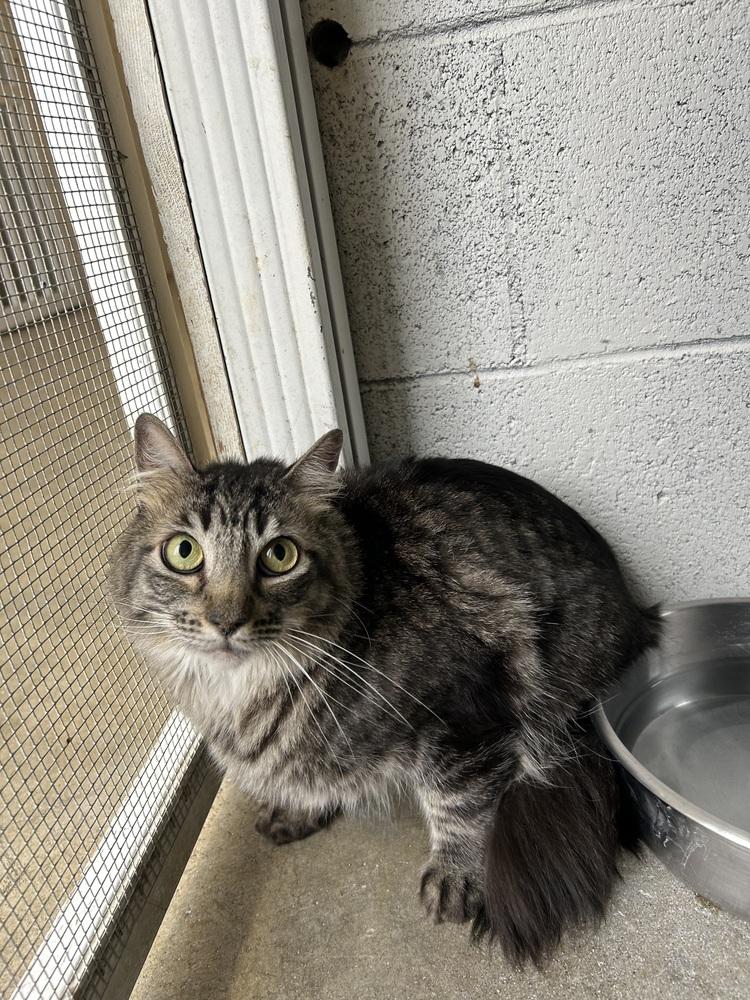 Maggie, a Adoptable Domestic Medium Hair in Ontario, CA image 1/3