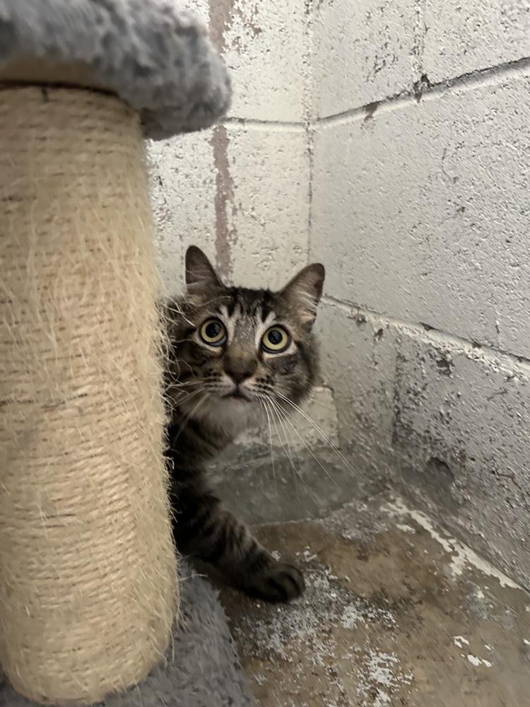 Maggie, a Adoptable Domestic Medium Hair in Ontario, CA image 2/3