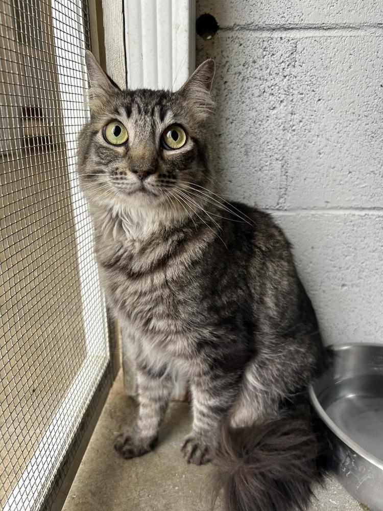 Maggie, a Adoptable Domestic Medium Hair in Ontario, CA image 3/3