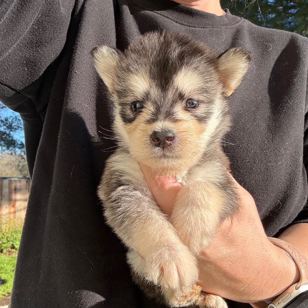 Bogart, Adoptable, Puppy Male Terrier.