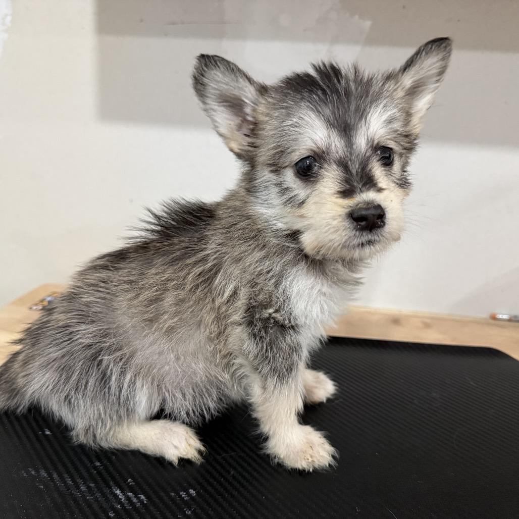 Enlarge Bogart, a Adoptable Terrier in Sacramento, CA image 2/3