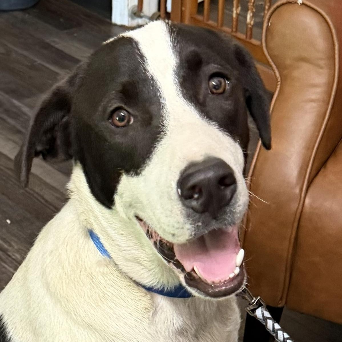 Enlarge Bandit Ruffman, a Adoptable mixed breed in Woburn, MA image 1/6