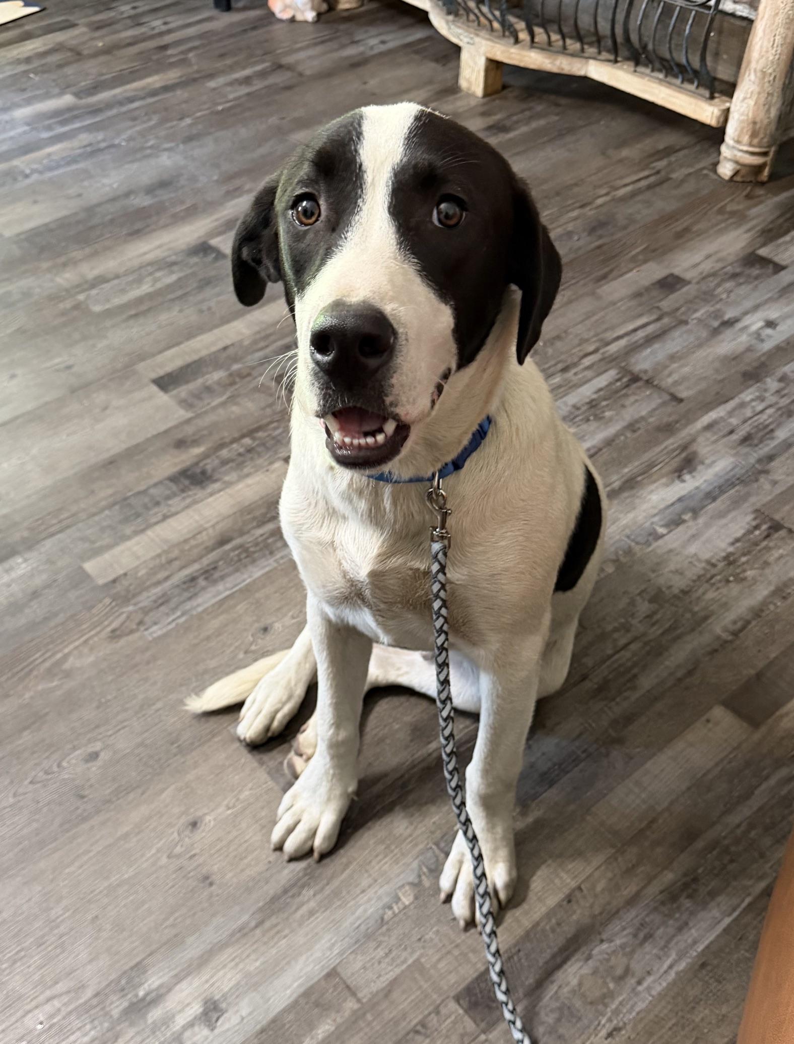 Enlarge Bandit Ruffman, a Adoptable mixed breed in Woburn, MA image 4/6