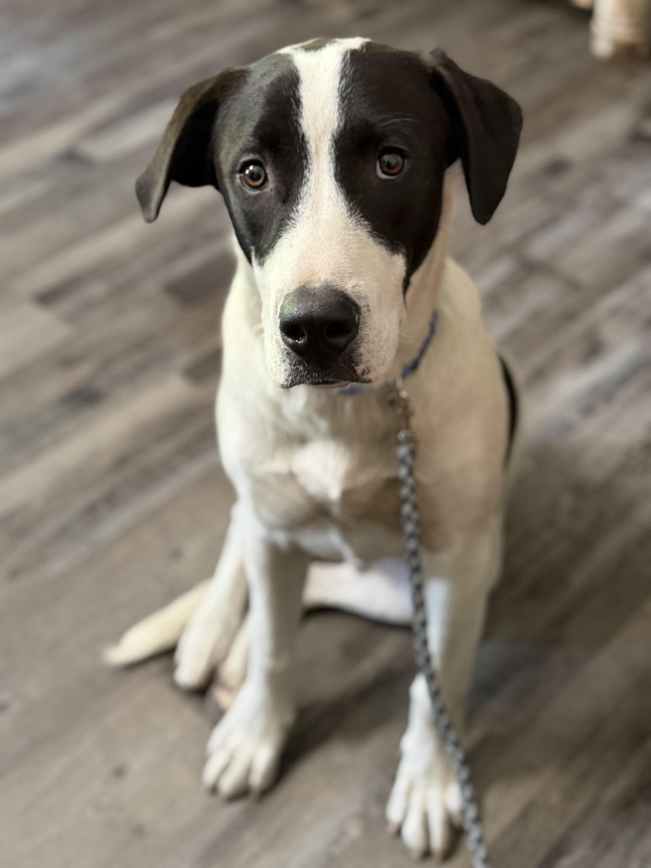 Enlarge Bandit Ruffman, a Adoptable mixed breed in Woburn, MA image 6/6