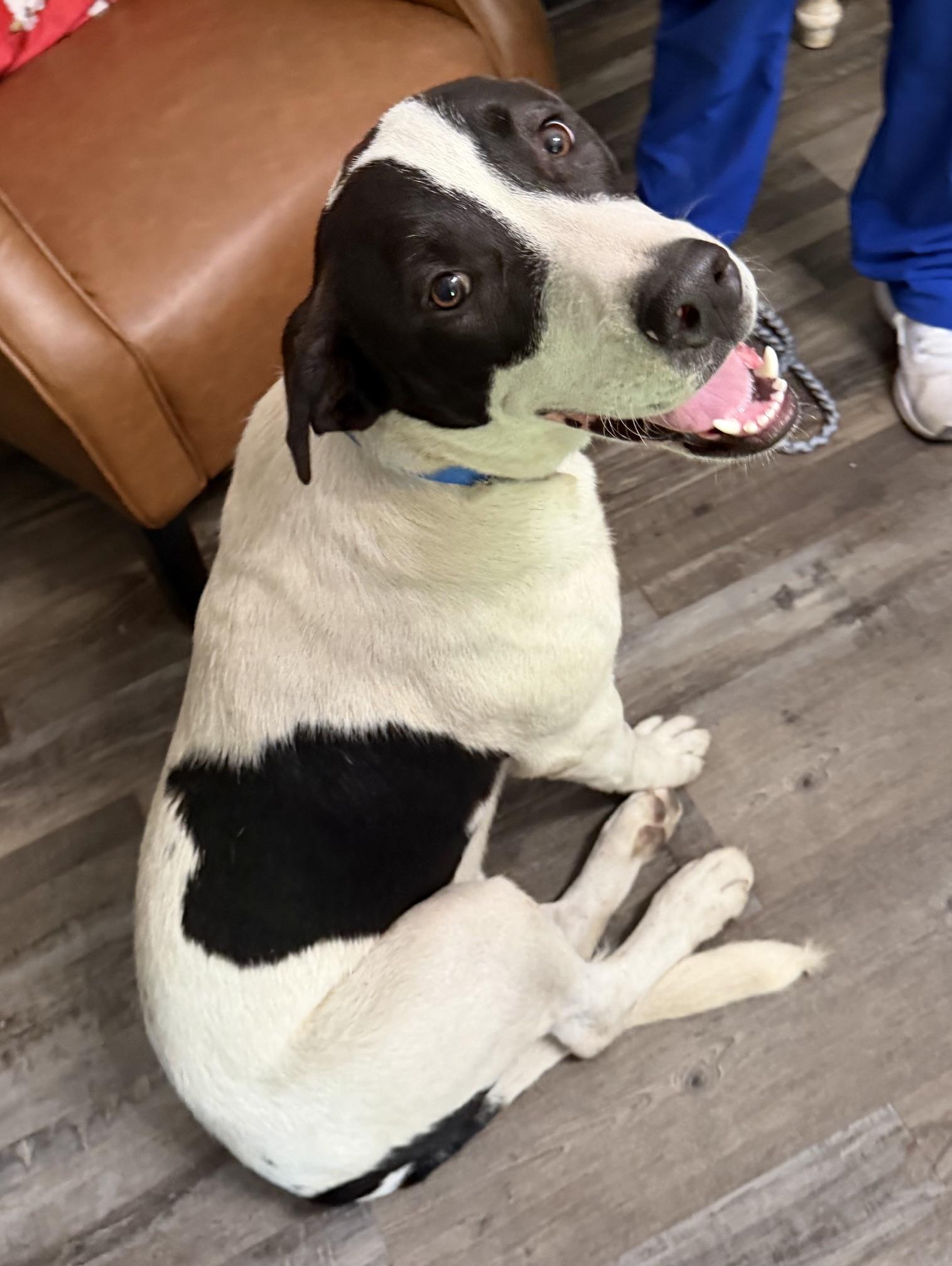 Enlarge Bandit Ruffman, a Adoptable mixed breed in Woburn, MA image 3/6
