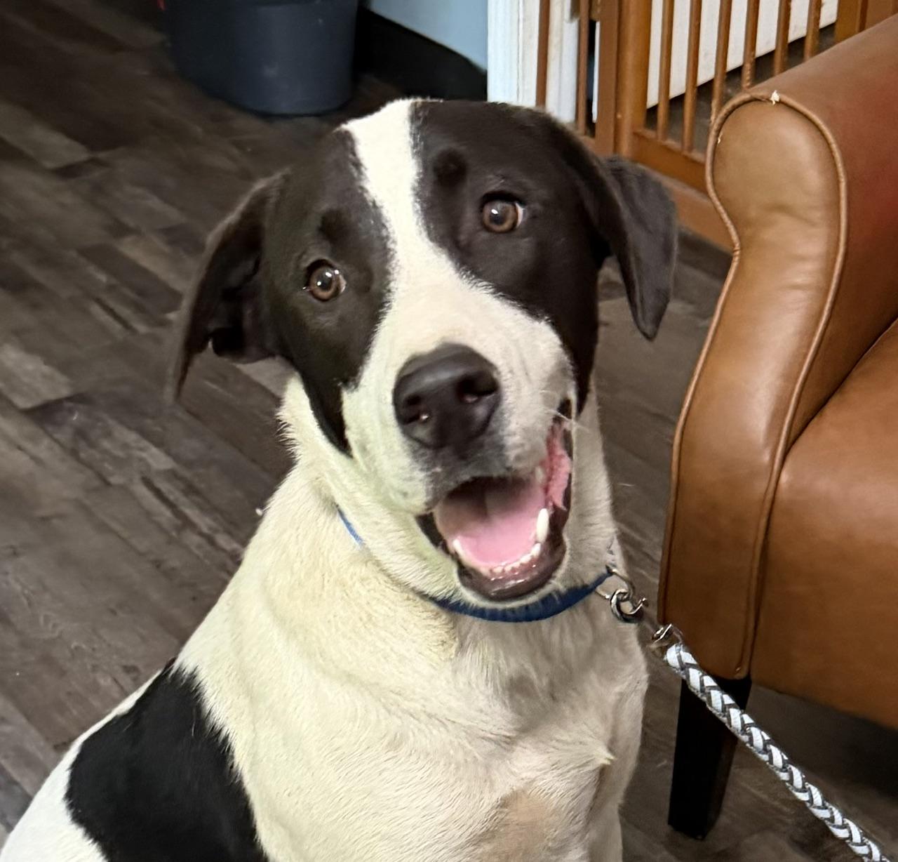 Enlarge Bandit Ruffman, a Adoptable mixed breed in Woburn, MA image 2/6